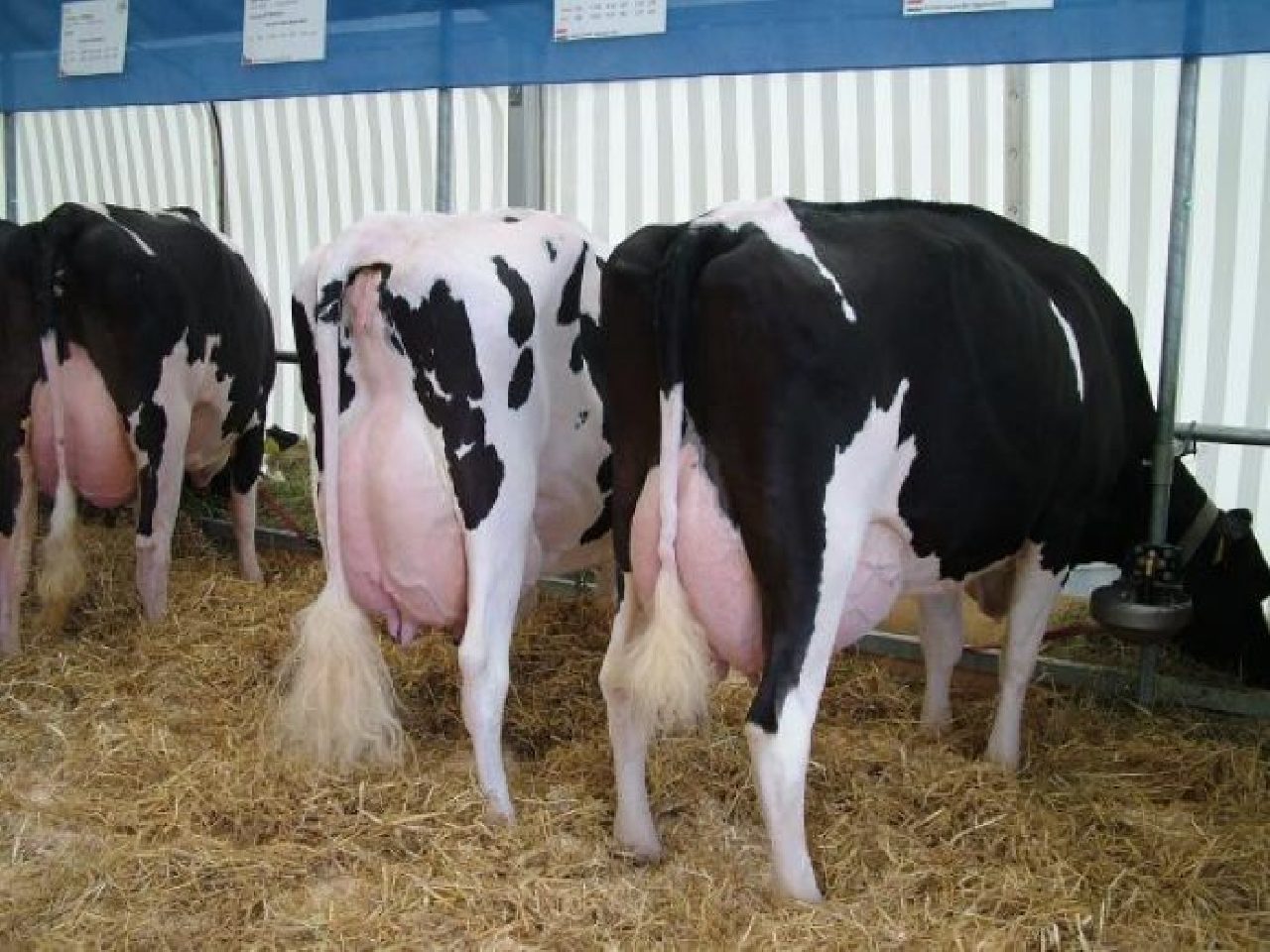 Коровы молочных пород Голштинская